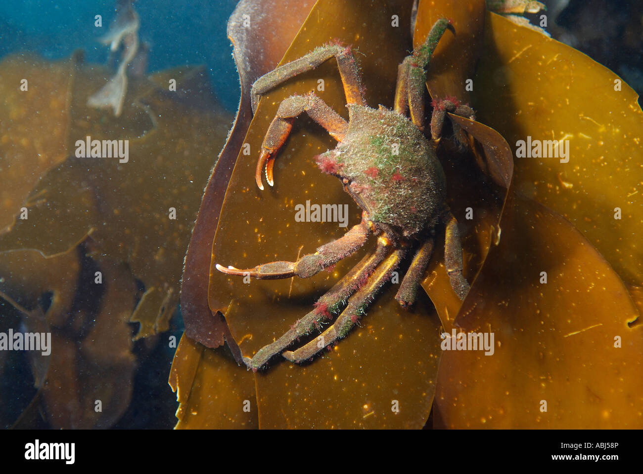 Slender kelp crab in South of Vancouver Island Stock Photo Alamy