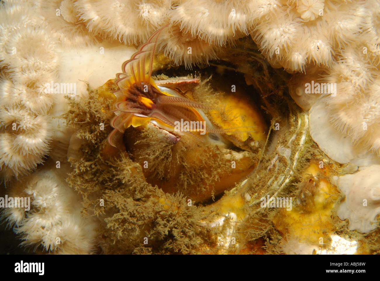 giant barnacle in South of Vancouver Island Stock Photo - Alamy