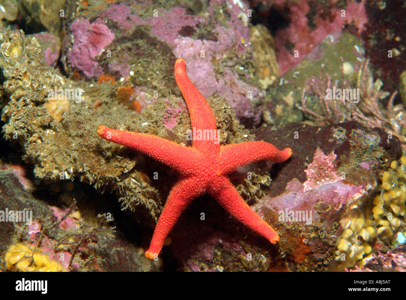 Blood star in South of Vancouver Island Stock Photo