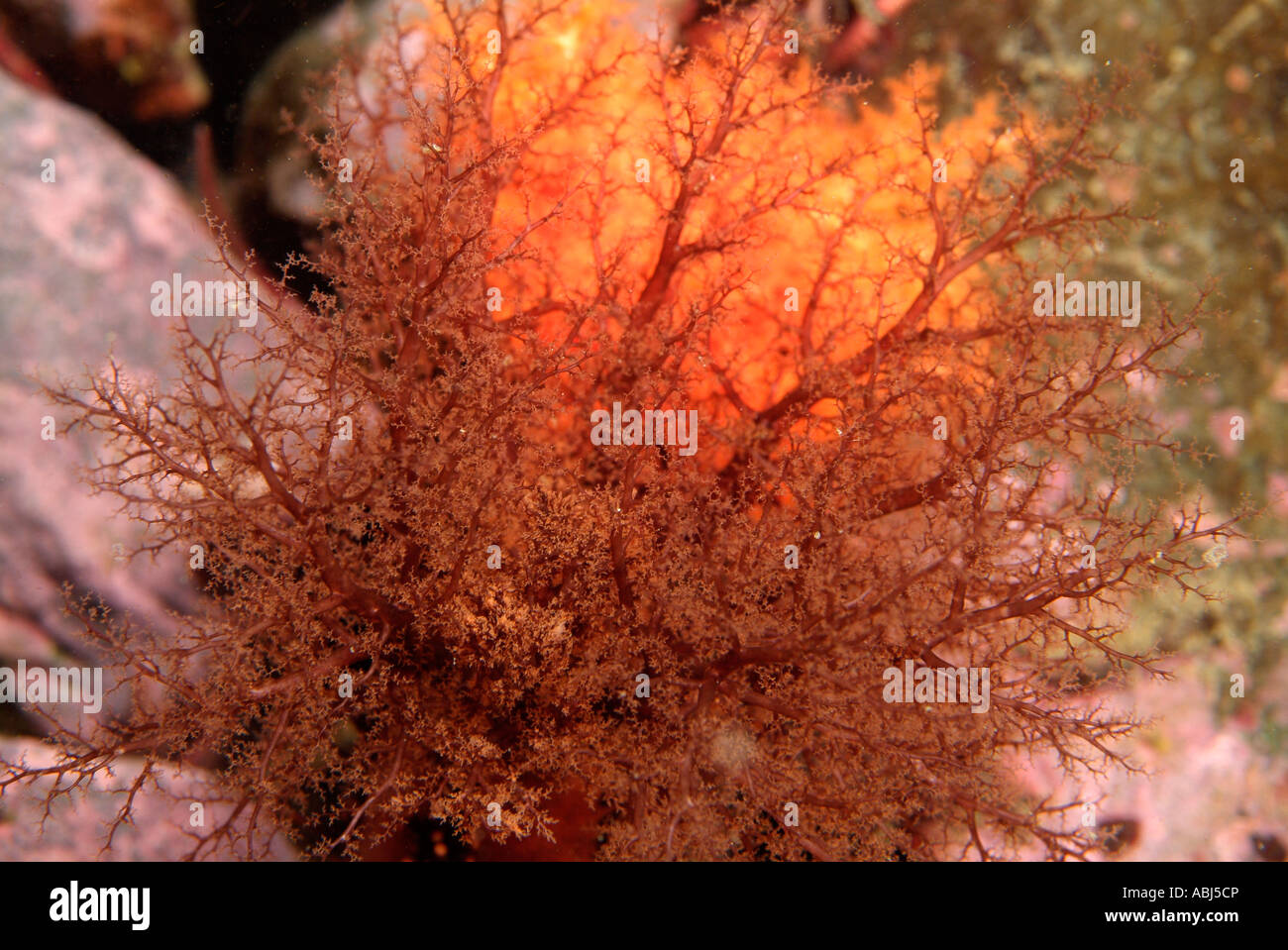 Peppered sea cucumber in South of Vancouver Island Stock Photo