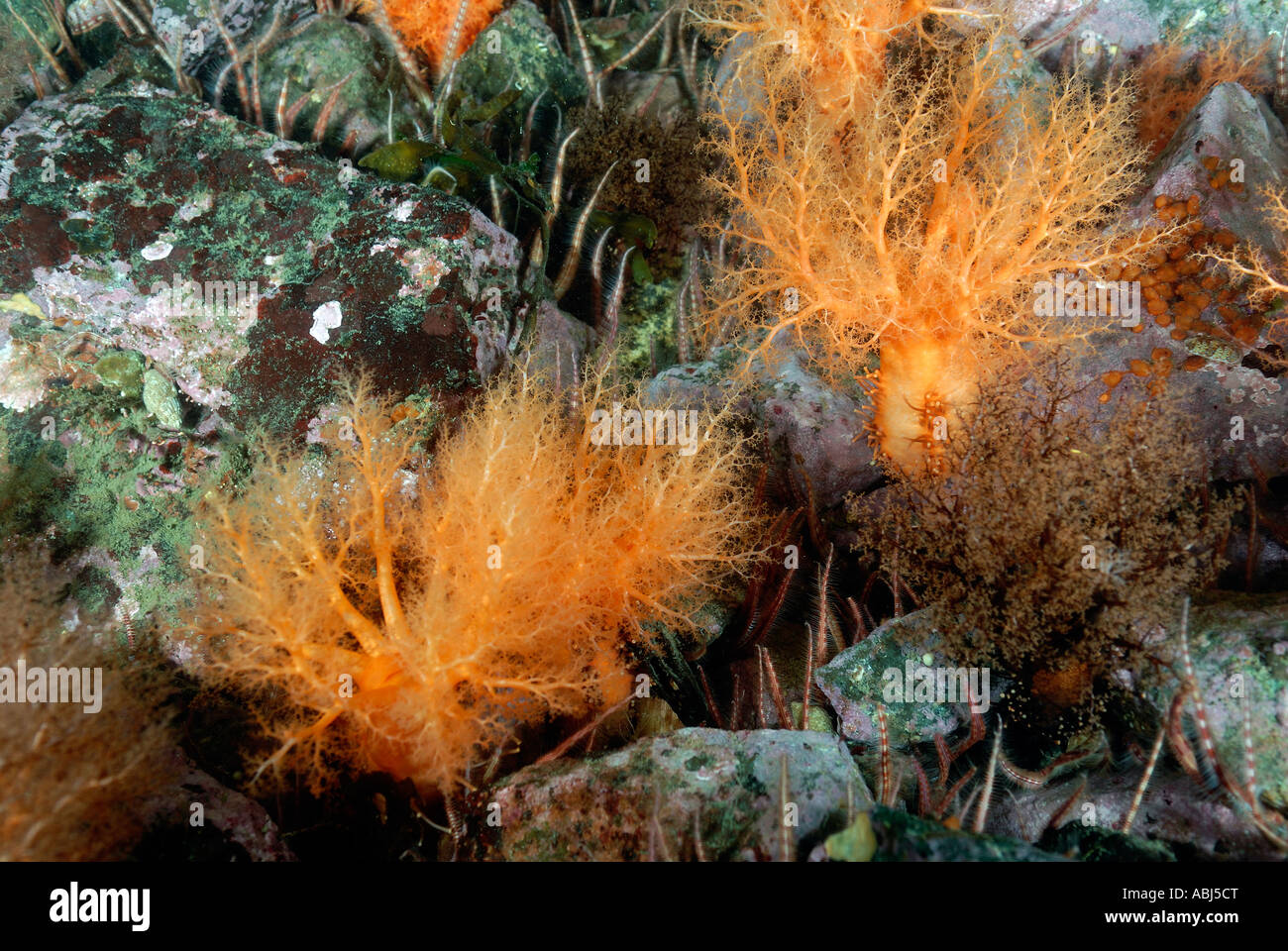 Orange sea cucumber in South of Vancouver Island Stock Photo