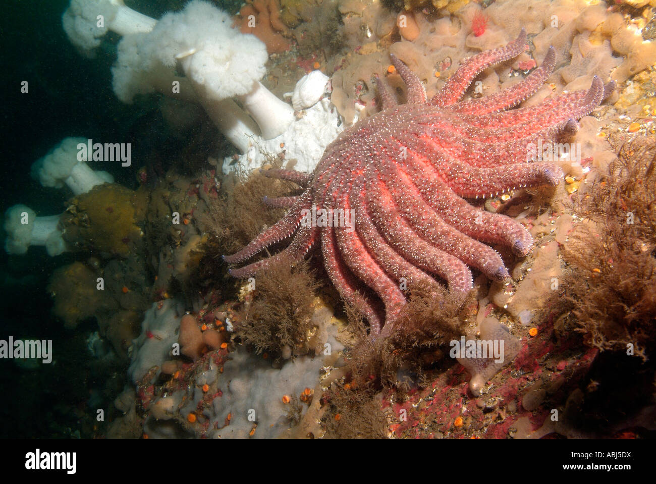 Sunflower star in South of Vancouver Island Stock Photo Alamy