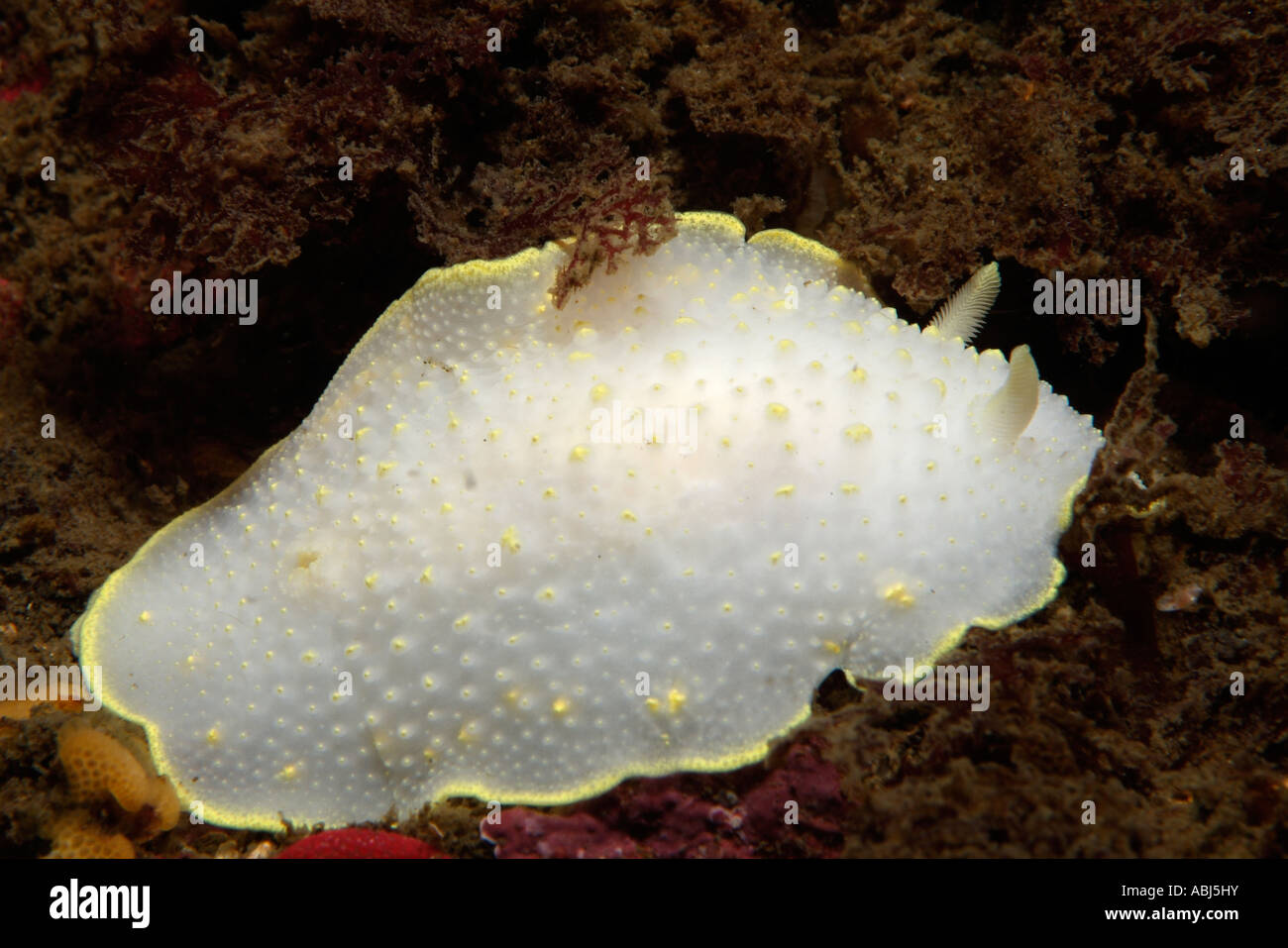Yellow margin dorid nudibranch in South of Vancouver Island Stock Photo