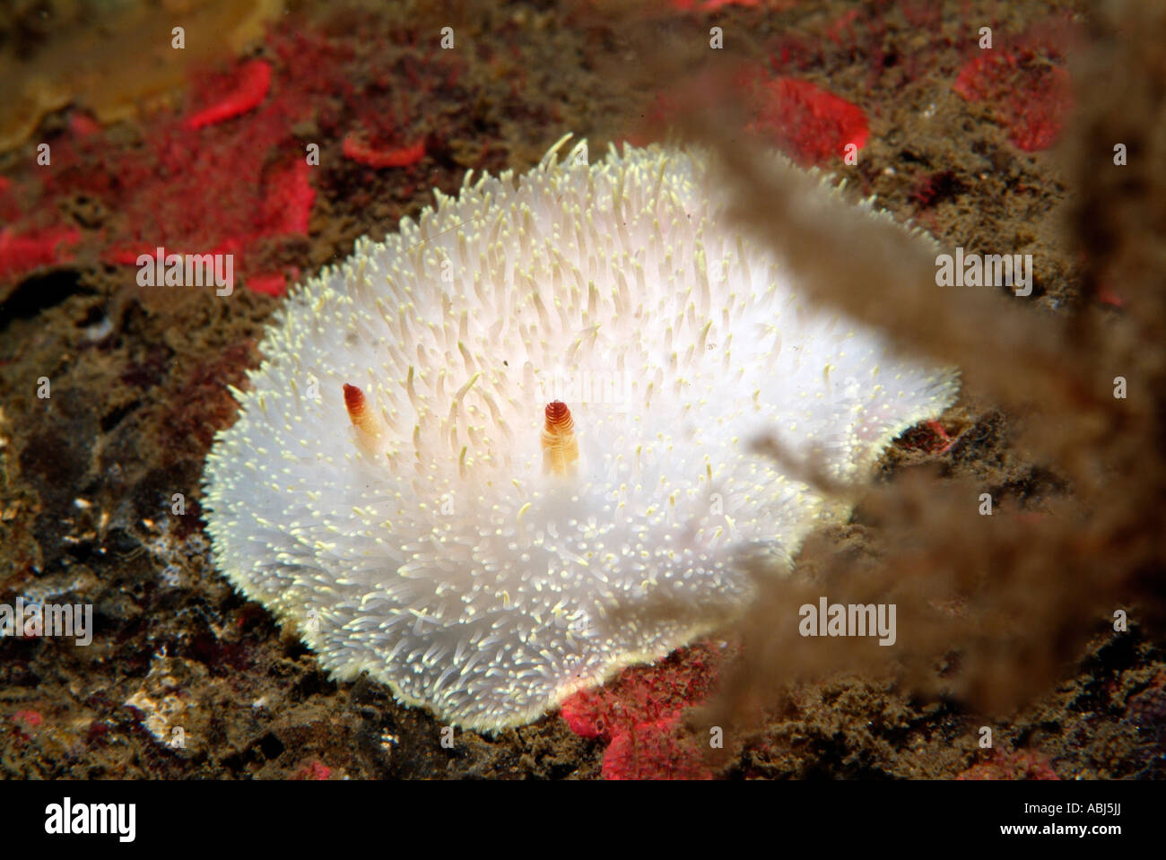 Nanaimo red gilled dorid nudibranch in South of Vancouver Island Stock Photo