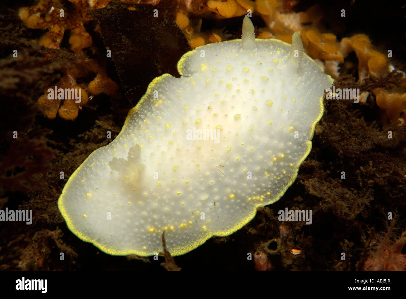 Yellow margin dorid nudibranch in South of Vancouver Island Stock Photo