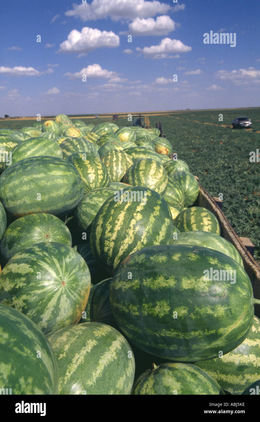 WATERMELON HARVEST TEXAS Stock Photo