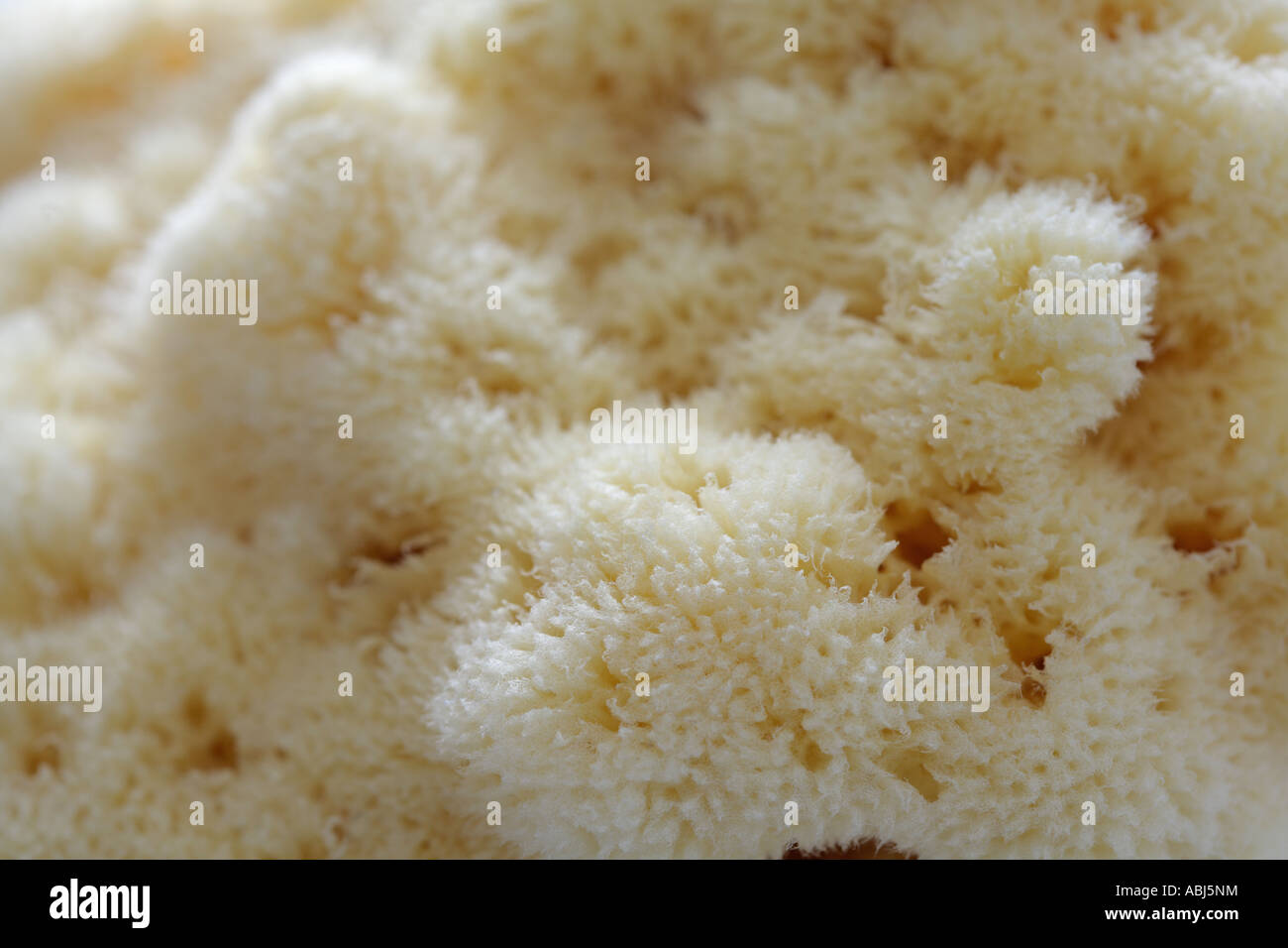 Natural bath sponge lat spongia officinalis full frame Stock Photo