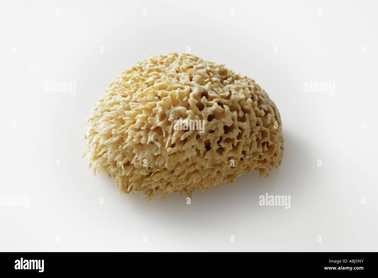 Natural bath sponge on white background lat spongia officinalis Stock Photo