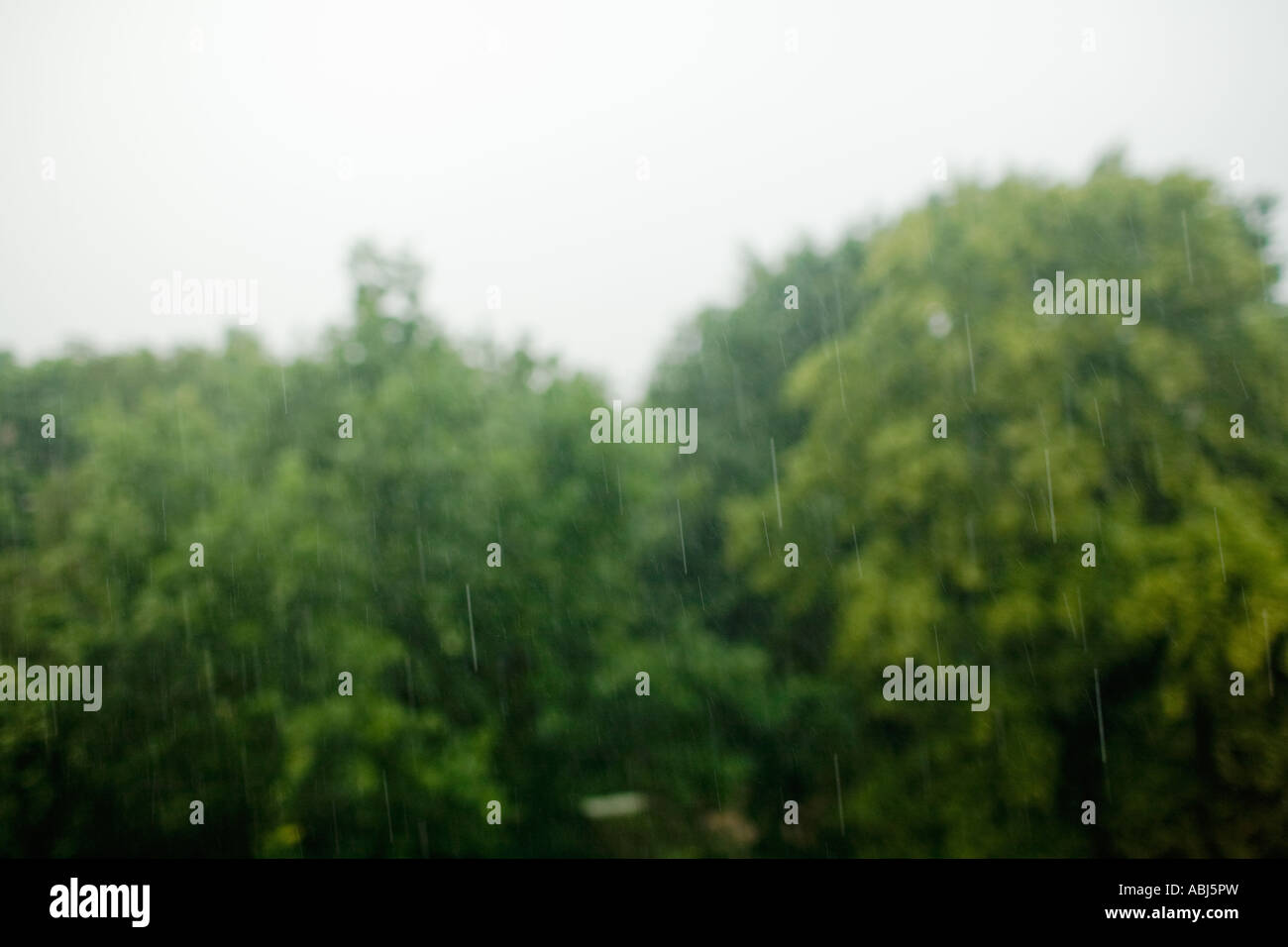 Blur wet rainy forest raindrop hi-res stock photography and images - Alamy