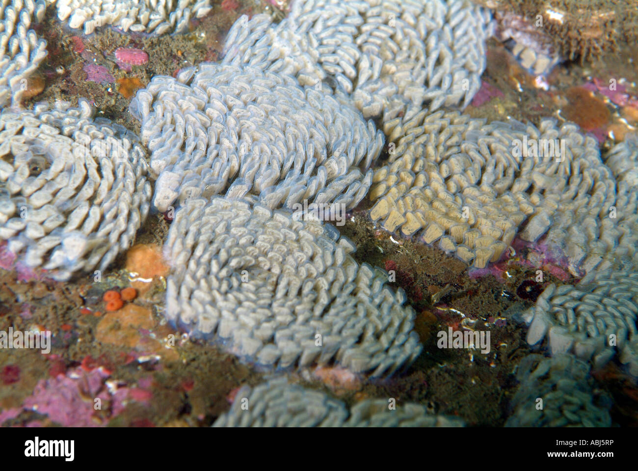 Moonsnail eggs in South of Vancouver Island Stock Photo