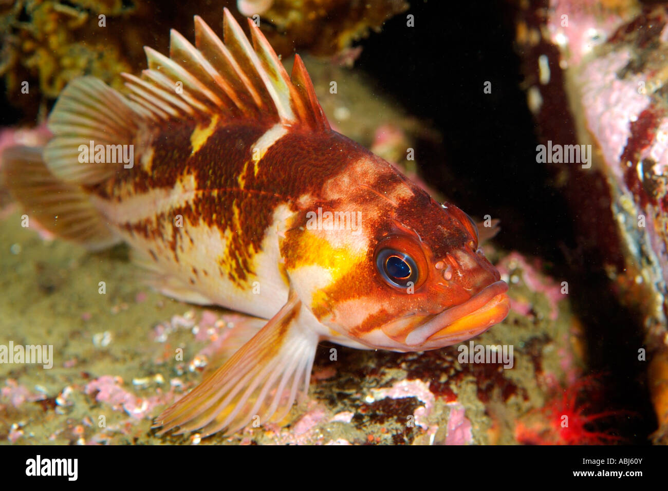 Copper rockfish in South of Vancouver Island Stock Photo Alamy