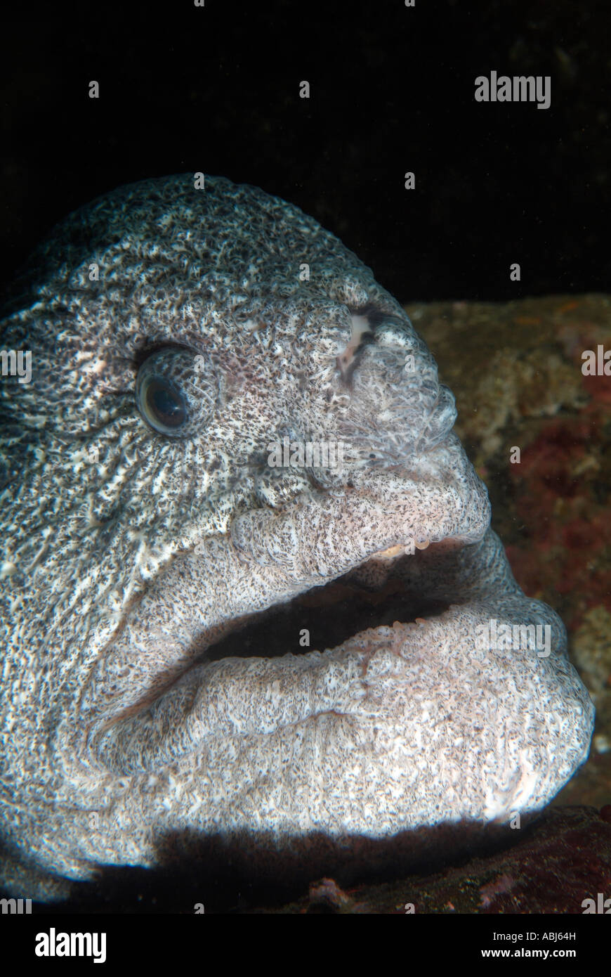 Wolfeel fish in South of Vancouver Island Stock Photo Alamy