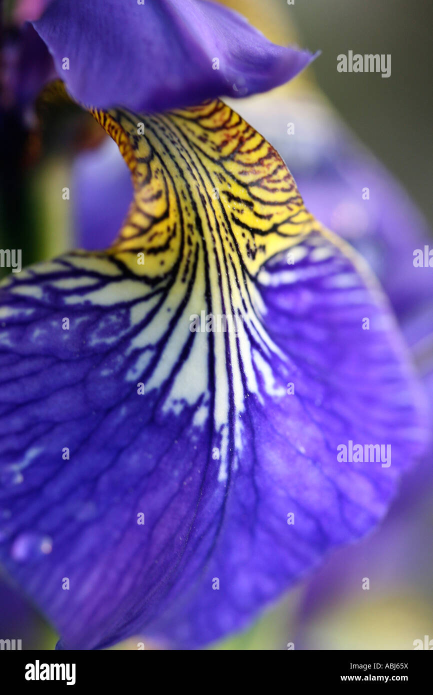 Detail of blue flag iris petal Stock Photo