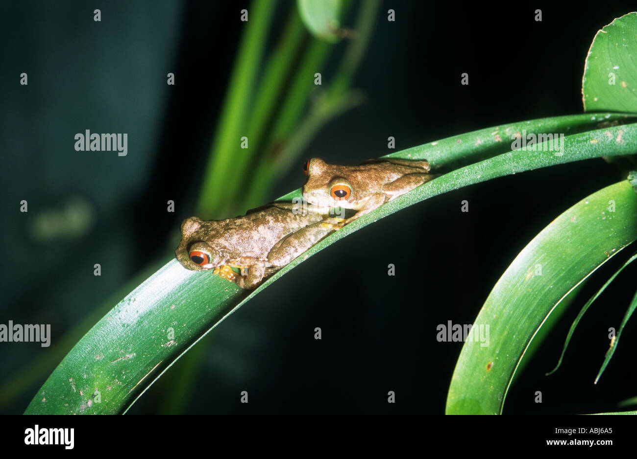 Monte Verde, Costa Rica. Two Rufous eyed Stream Frogs (Duellmonohyla rufioculis) on a bromeliad leaf. Stock Photo