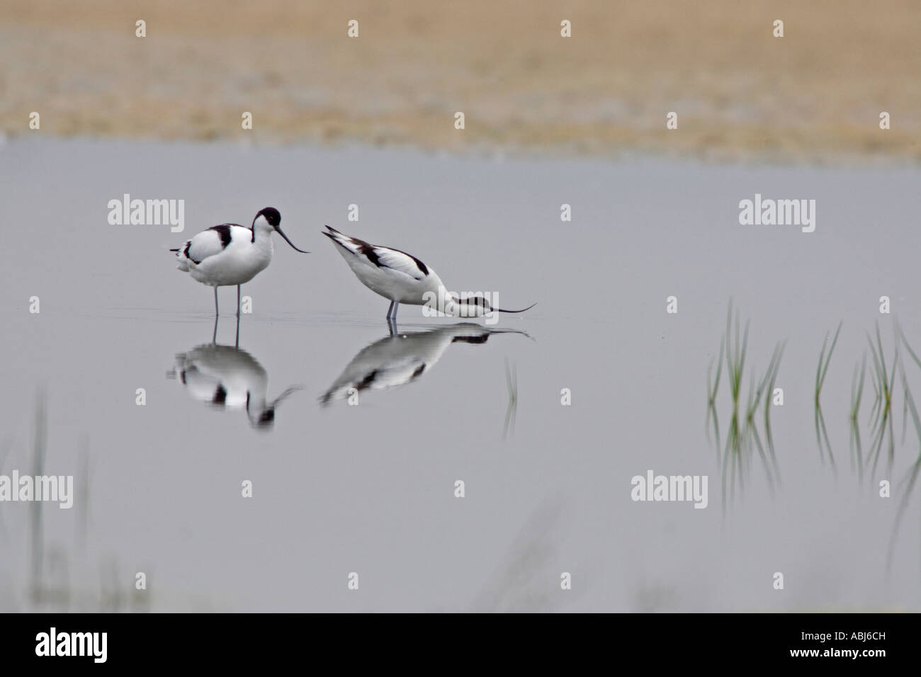 A pair of Avocets displaying Stock Photo