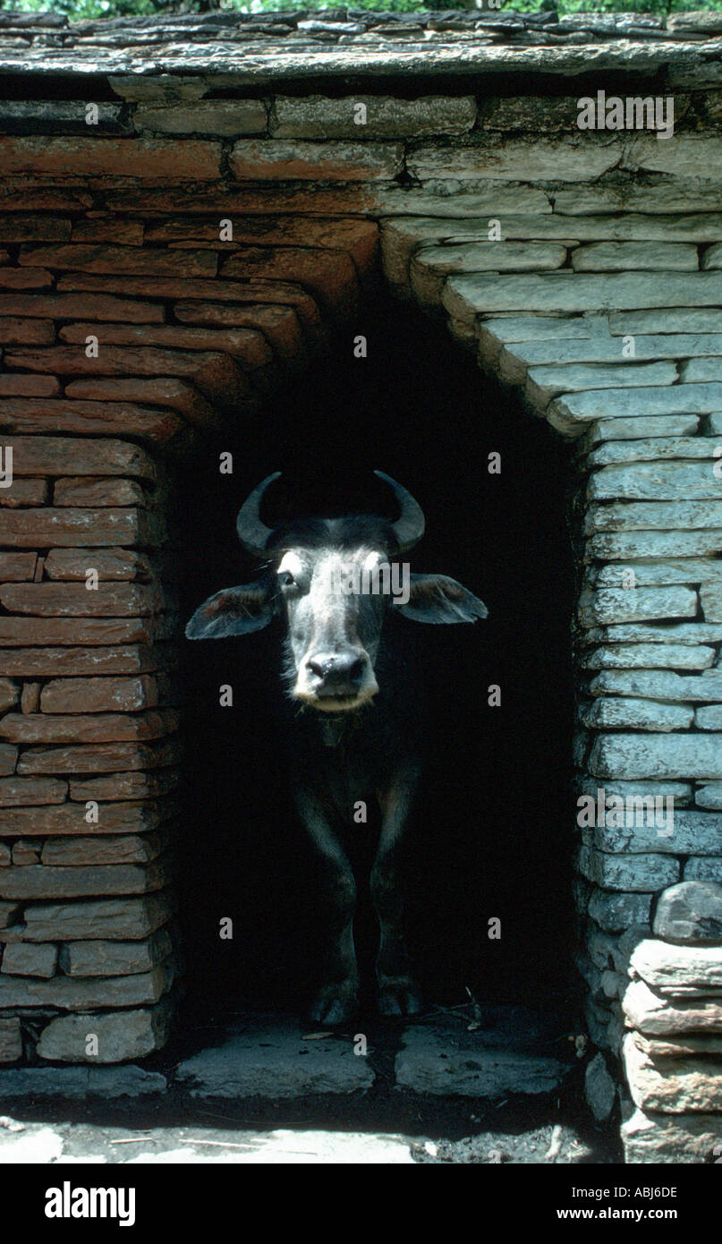 Water Buffalo in India Stock Photo