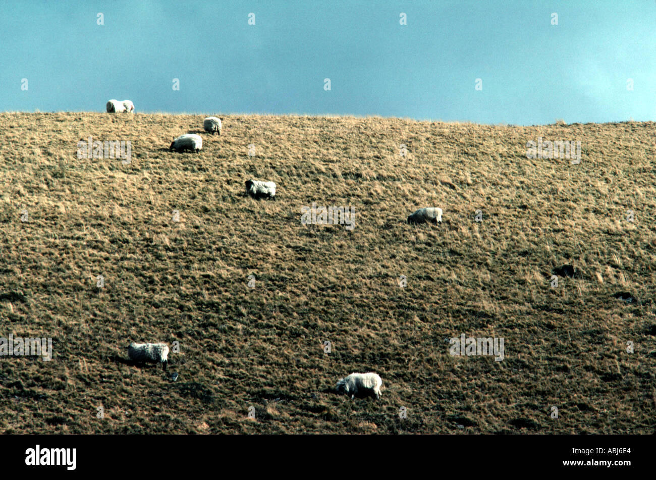 Sheep on Exmoor Stock Photo