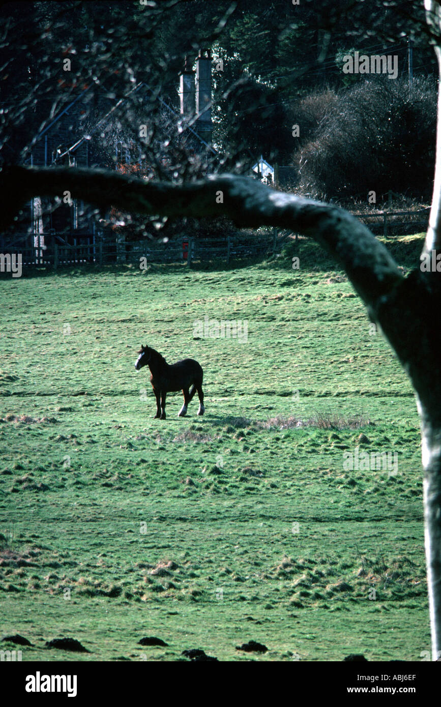 Horse in English field Stock Photo