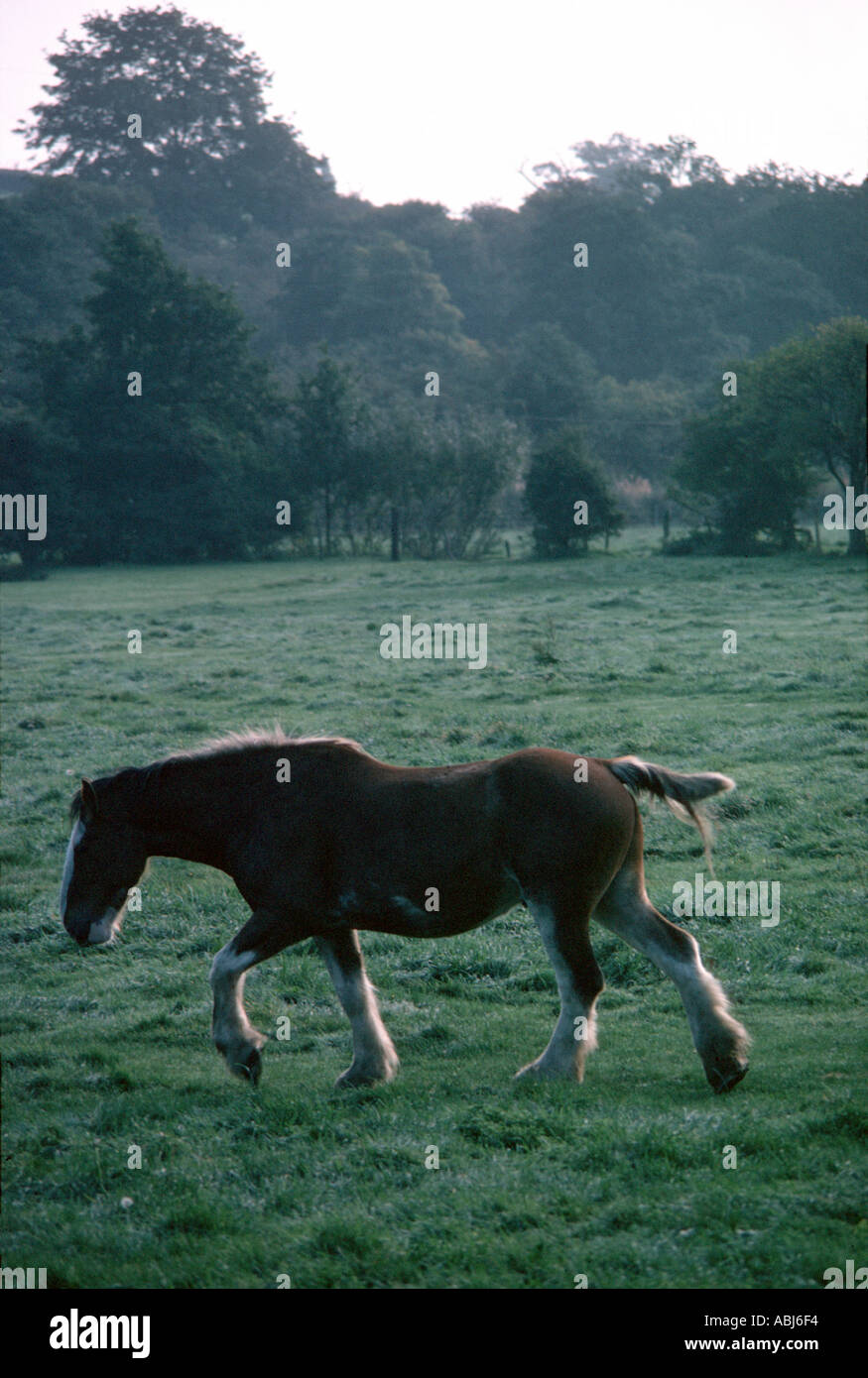 Shire horse Stock Photo