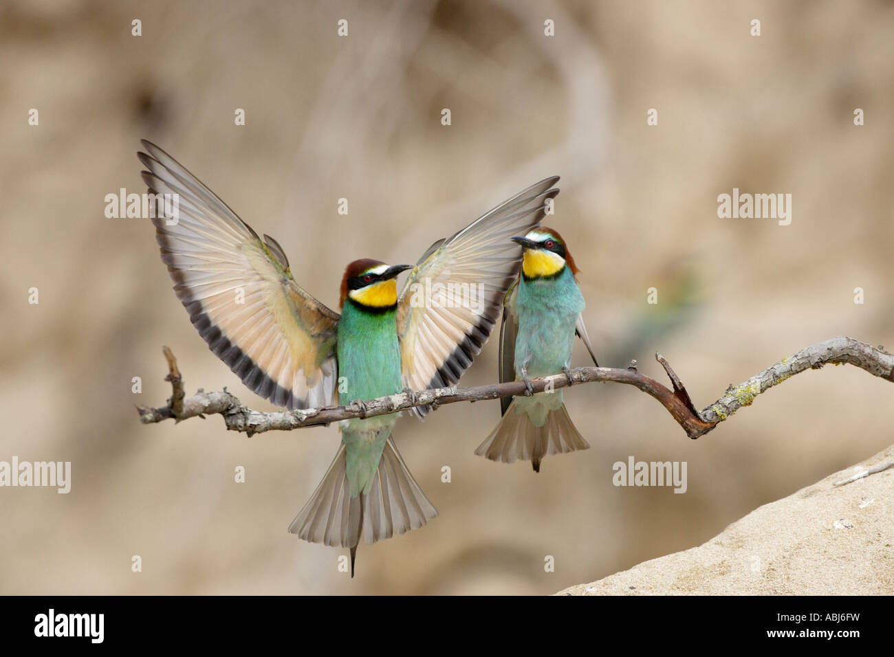 Bee eater on branch in hi-res stock photography and images - Alamy