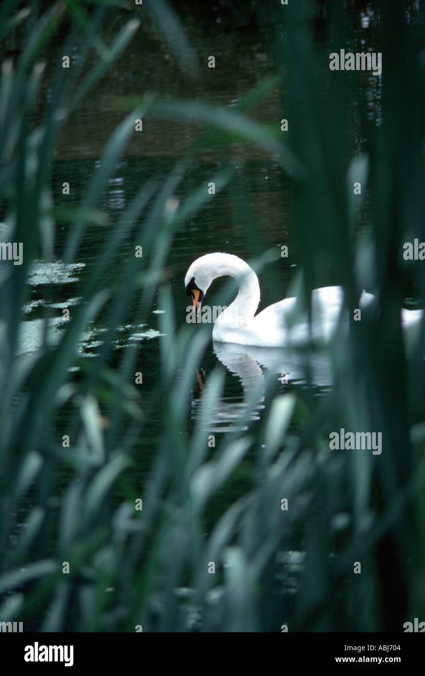 Swan on lake with reflections Stock Photo