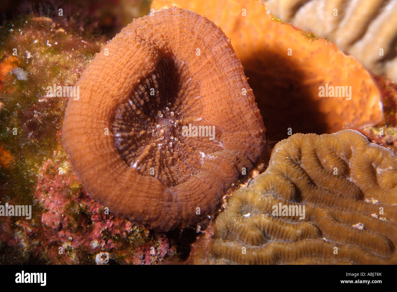 Artichoke Coral in the Gulf of Mexico off Texas Stock Photo