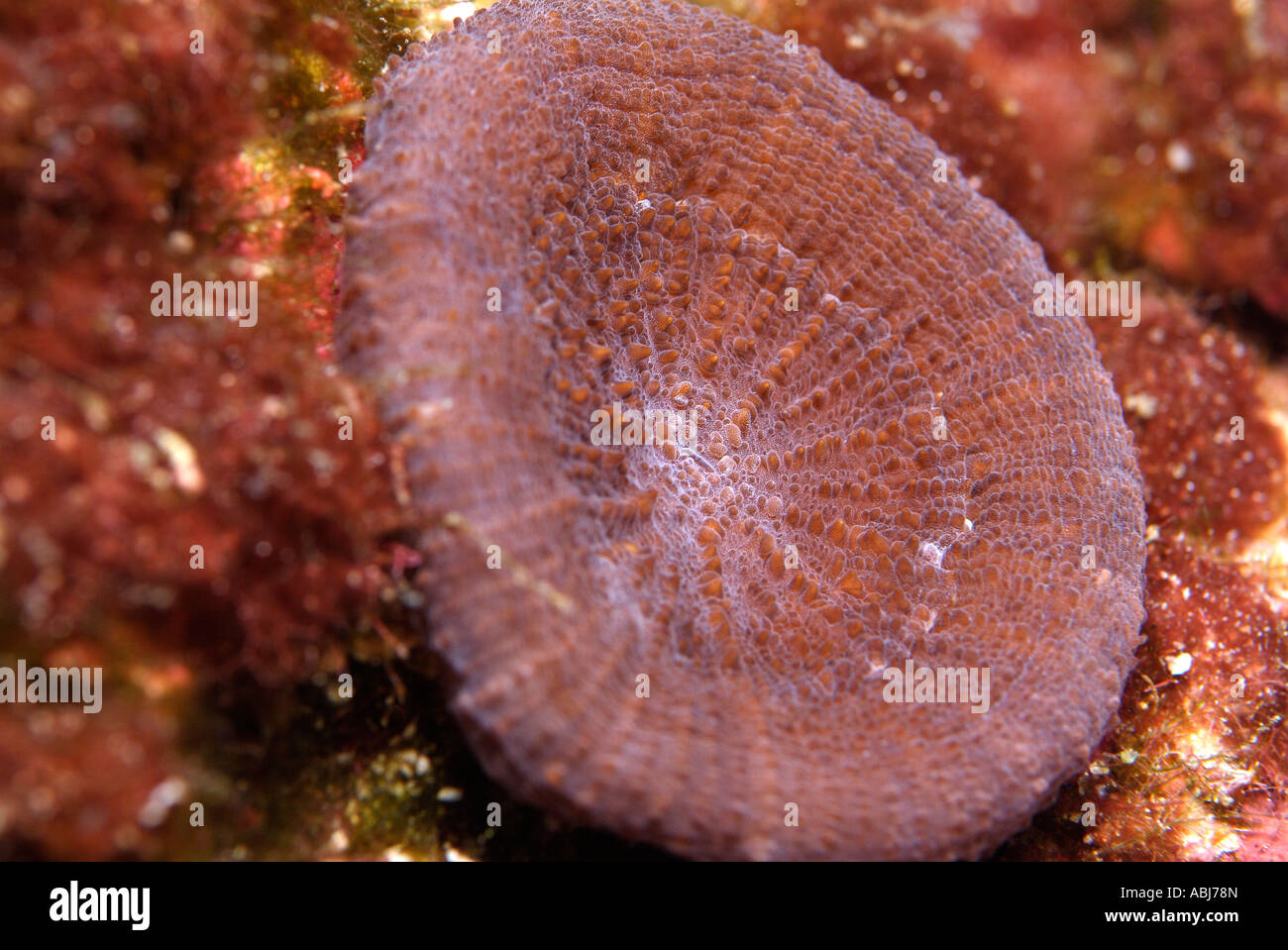 Artichoke Coral in the Gulf of Mexico off Texas Stock Photo