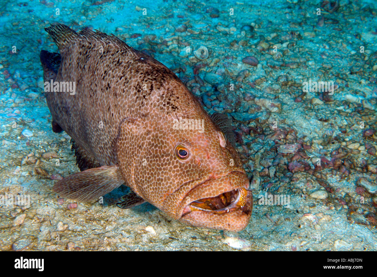 tiger grouper in flower garden in the gulf of mexico stock photo