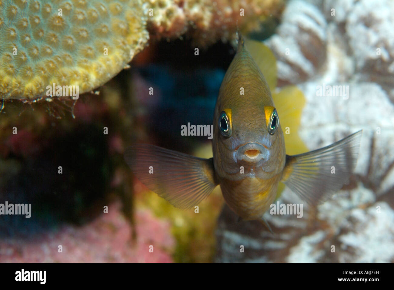 Threespot damselfish in Flower Garden in the Gulf of Mexico Stock Photo