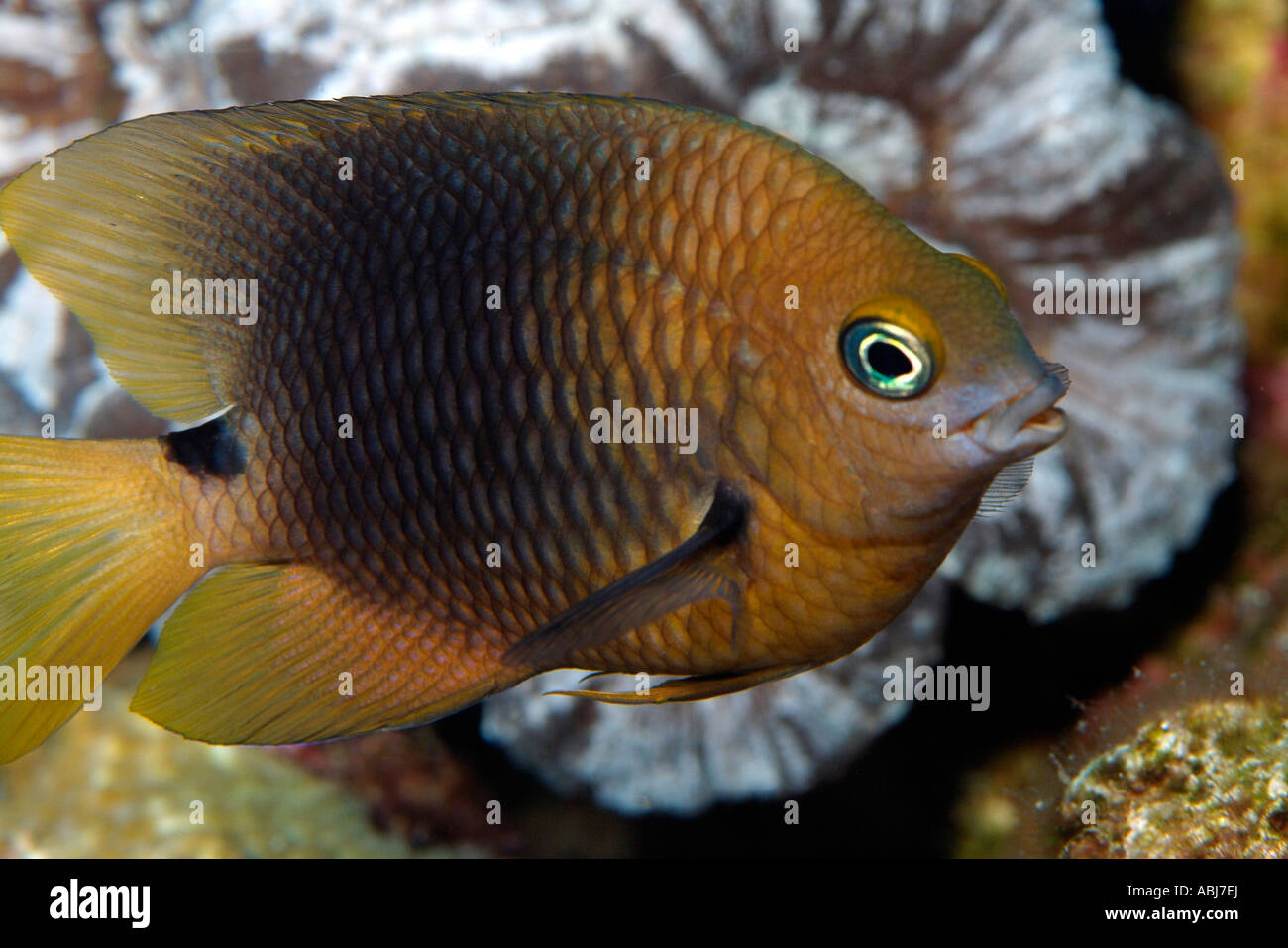 Threespot damselfish in Flower Garden in the Gulf of Mexico Stock Photo