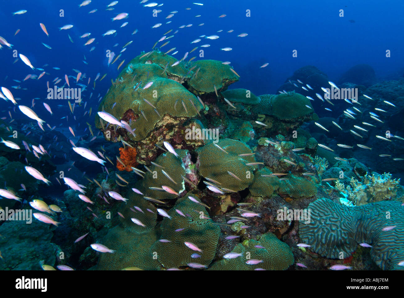 coral scenery in flower garden in the gulf of mexico off texas stock