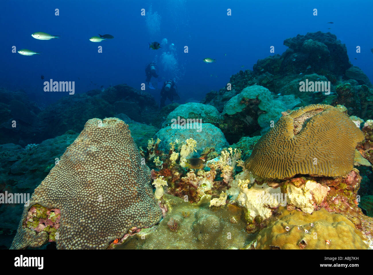 Coral scenary in the Gulf of Mexico off Texas Stock Photo