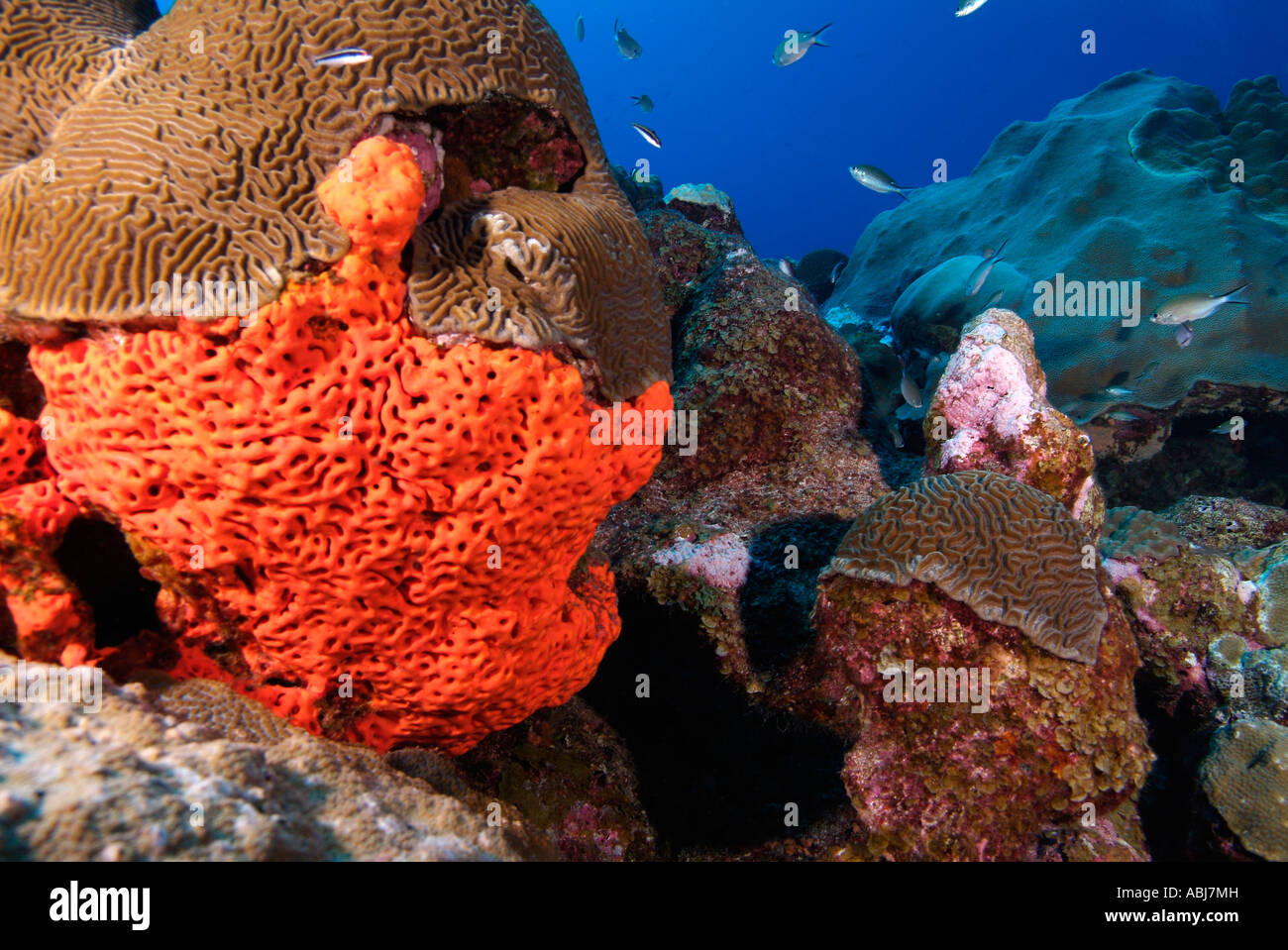 Head of of a brain coral in the Gulf of Mexico off Texas Stock Photo