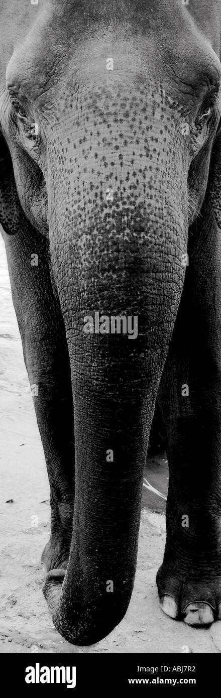 Very long elephant trunk hi-res stock photography and images - Alamy
