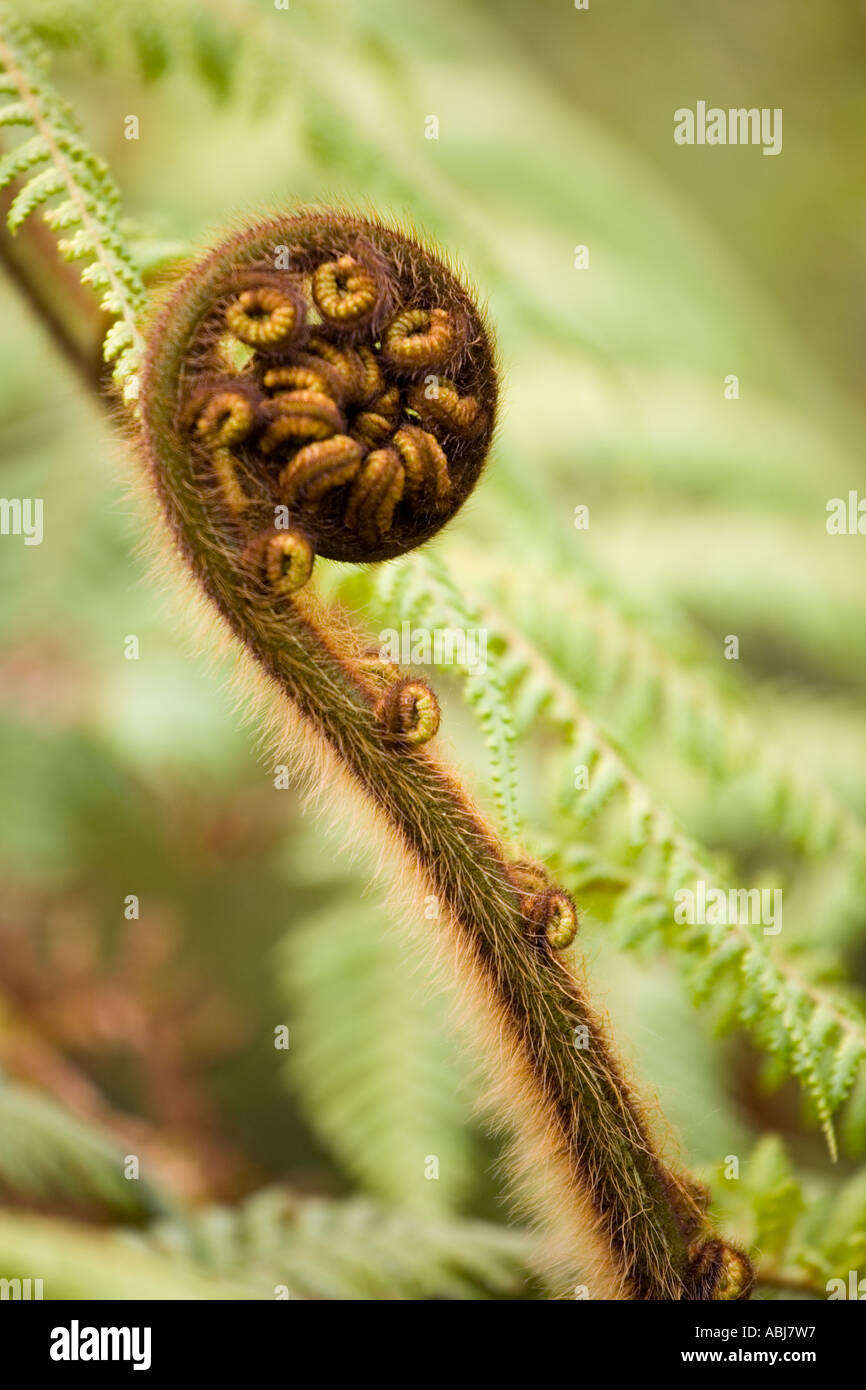 New Zealand fern Stock Photo Alamy