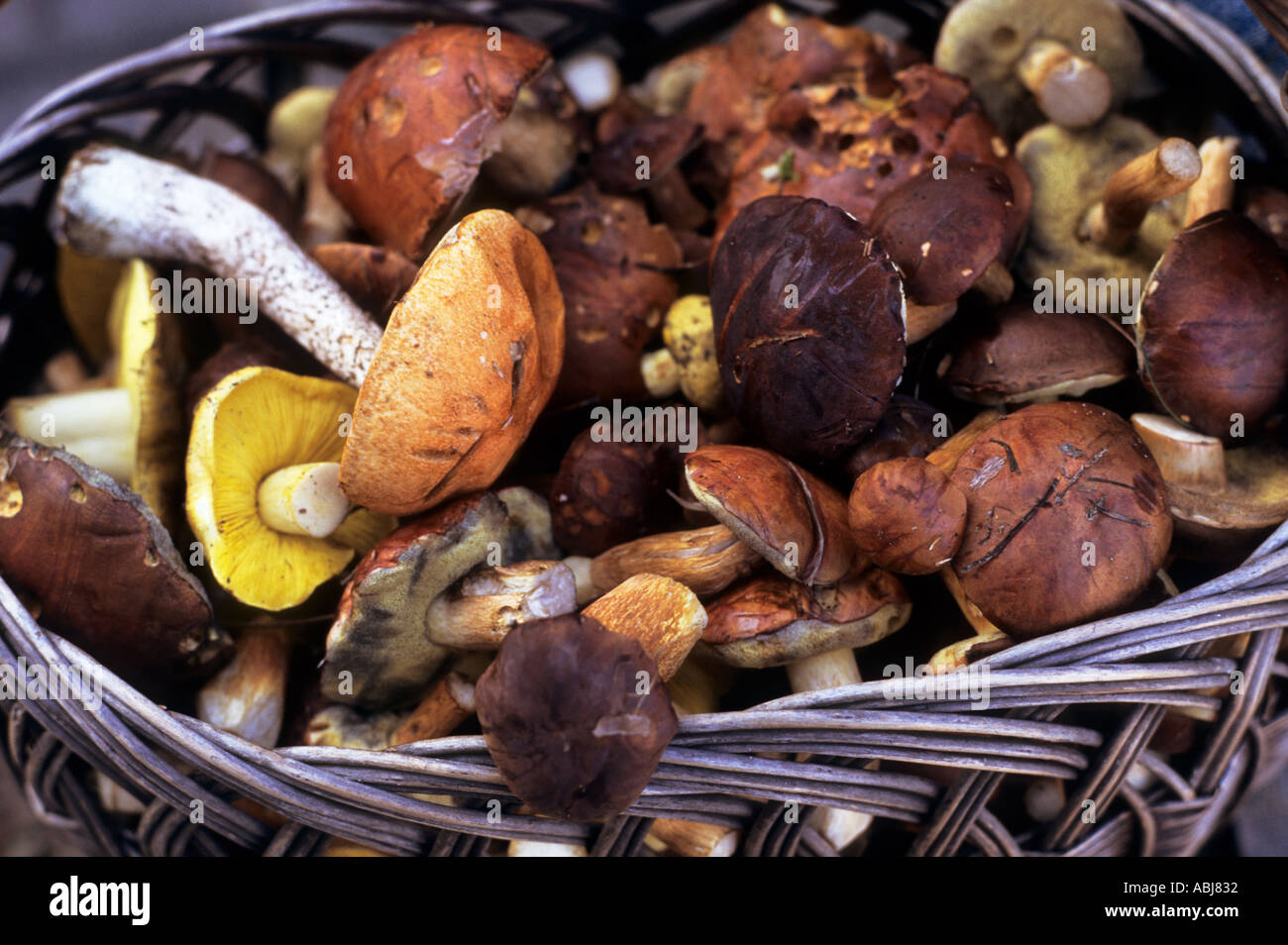 Poland. Basket of Boletus sp. and other edible fungi. Autumn. Stock Photo