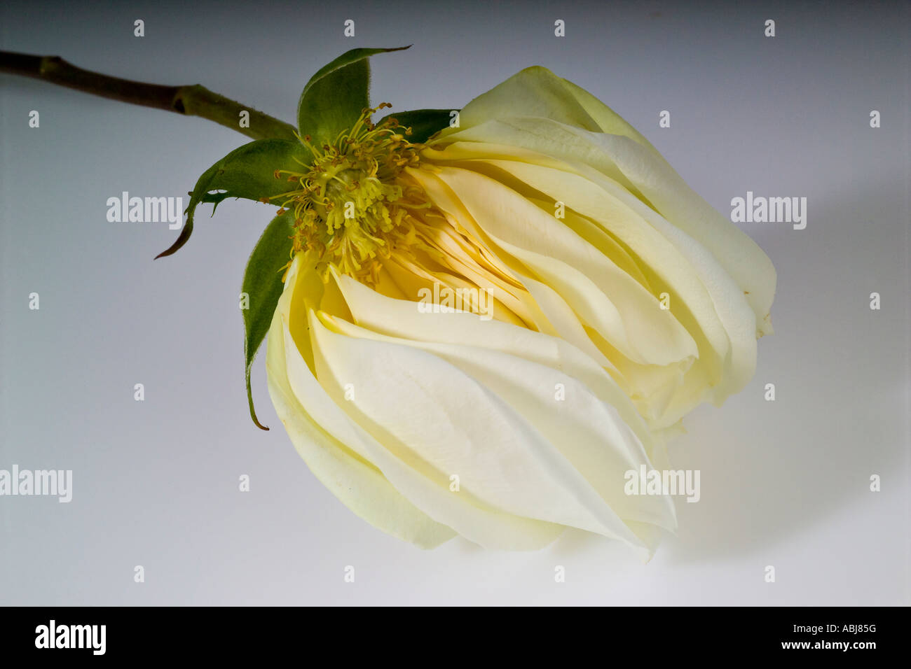 Dying white rose Stock Photo Alamy