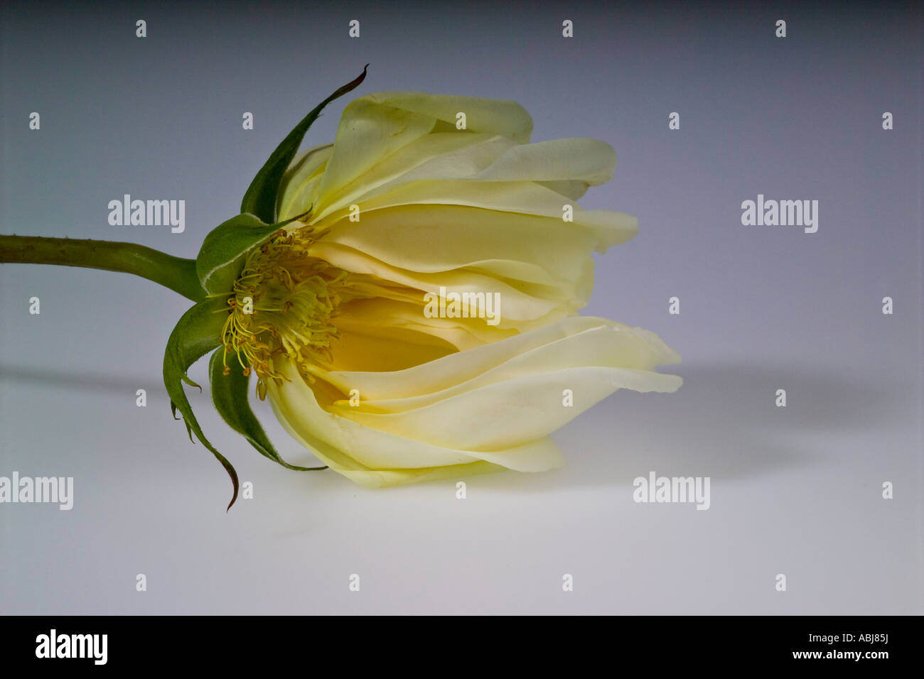 Dying white rose Stock Photo Alamy