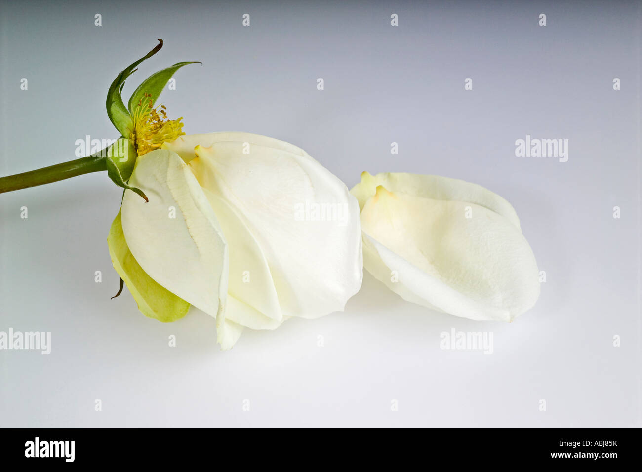 Dying white rose Stock Photo Alamy