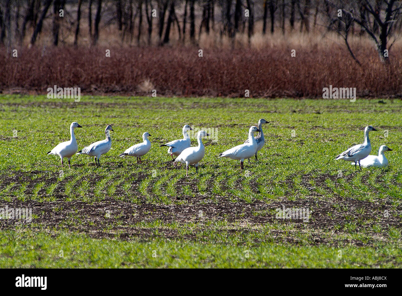 Wild geese resting in a field in Texas during migration Stock Photo