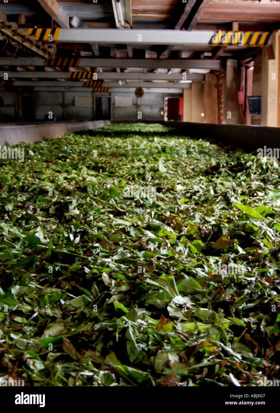 Tea factory hires stock photography and images Alamy