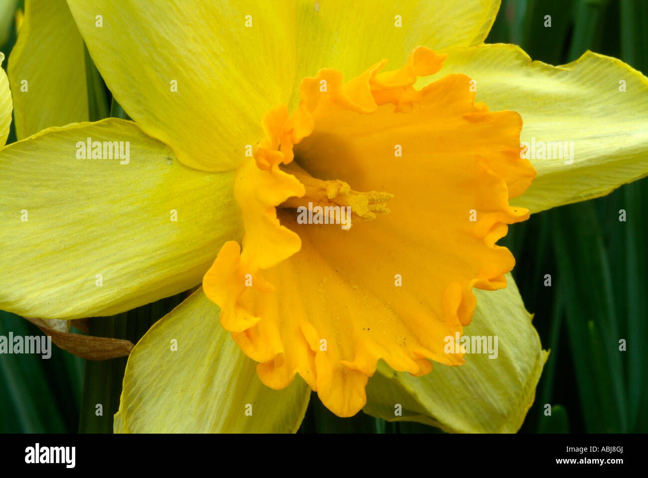 Daffodil in the Dallas Arboretum Park Stock Photo Alamy