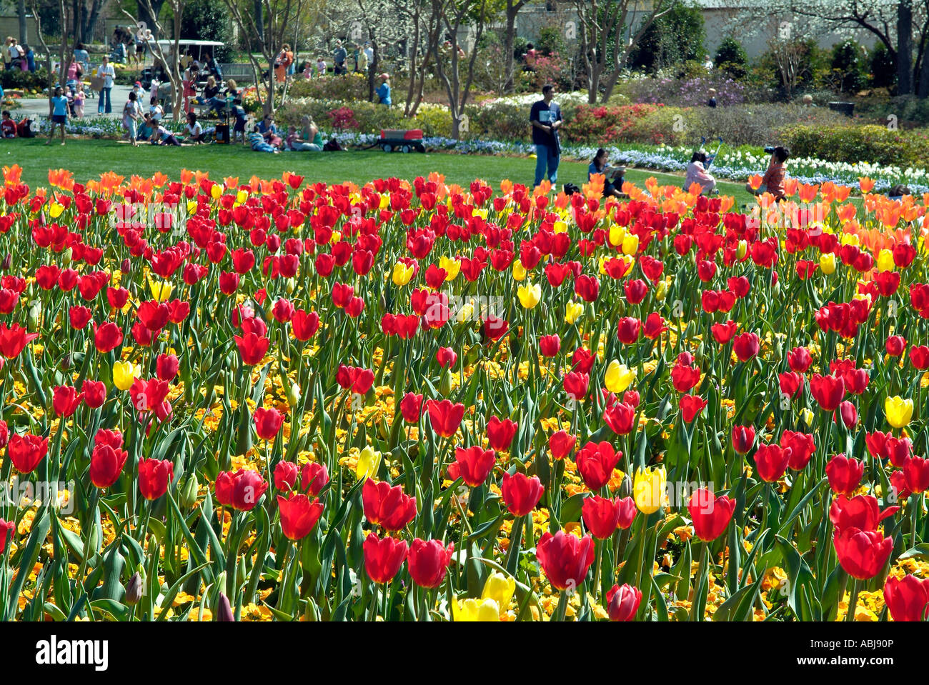 Field Of Tulips In The Dallas Arboretum Park Stock Photo 12904533