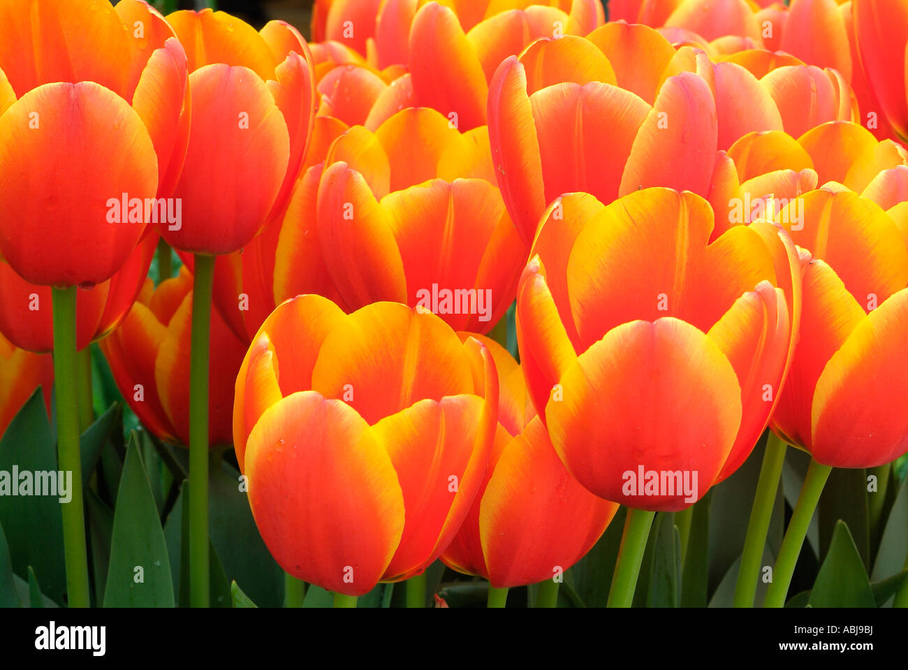 Field of two-colored tulips in the Dallas Arboretum Park Stock Photo