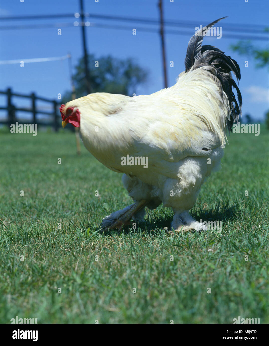 Brahma rooster hi-res stock photography and images - Alamy