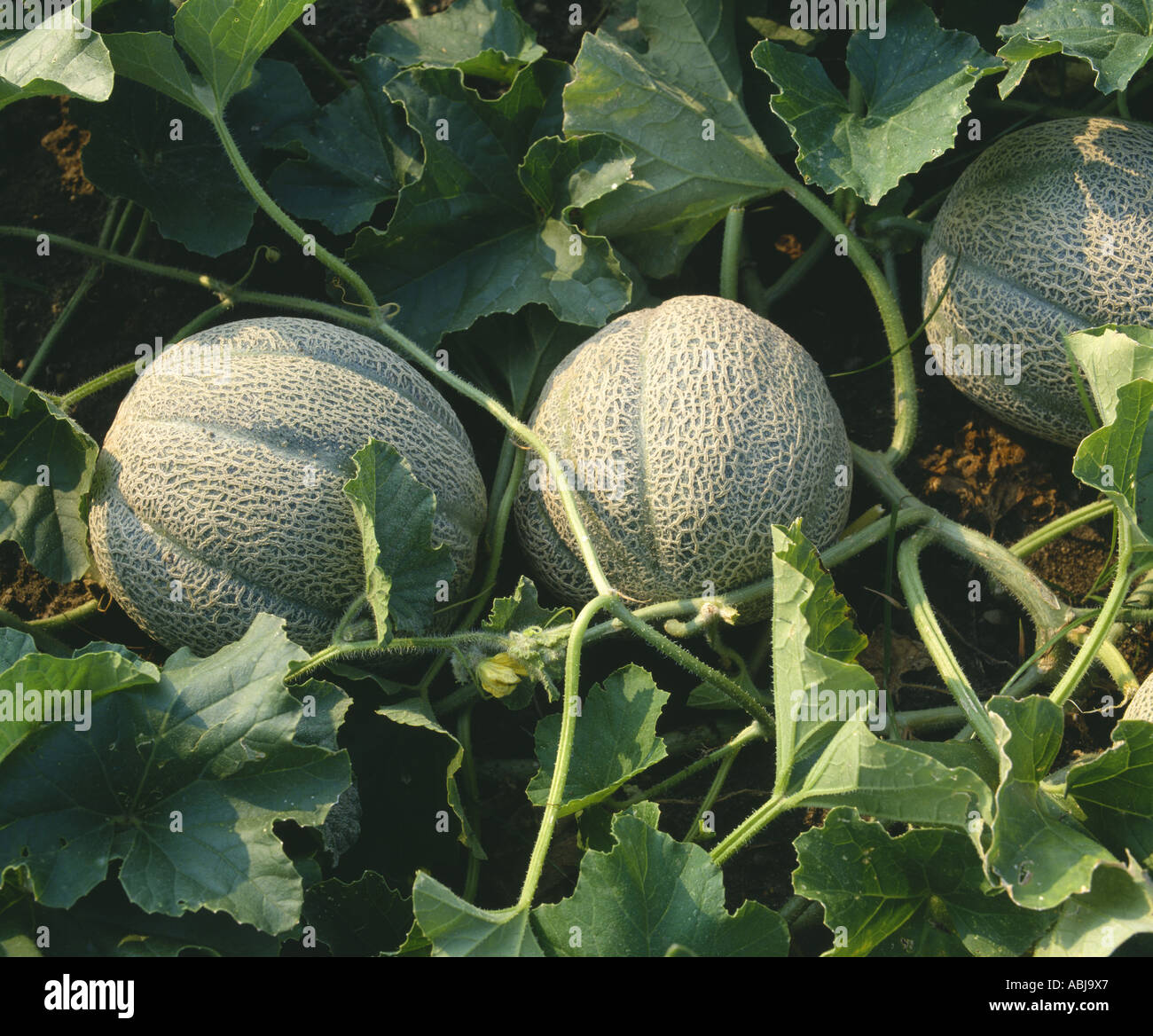 Growing melons in the open field: the choice of varieties, planting and care 59 Growing melons in the open field: the choice of varieties, planting and care 49