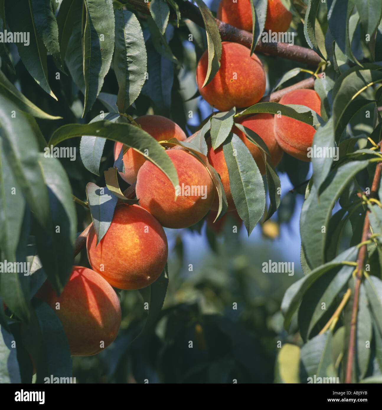 peach tree hires stock photography and images Alamy