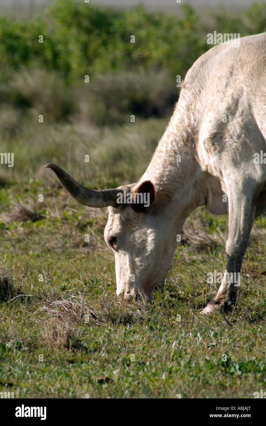 Long horn cow Stock Photo