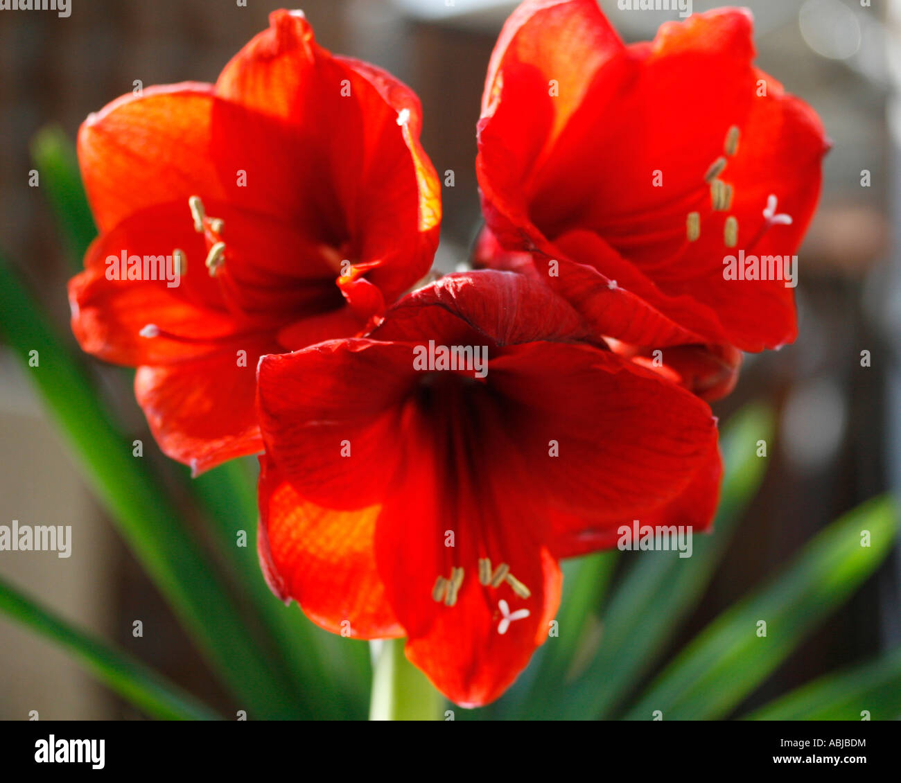 Three red amarylis flowers (hippeastrum) Stock Photo