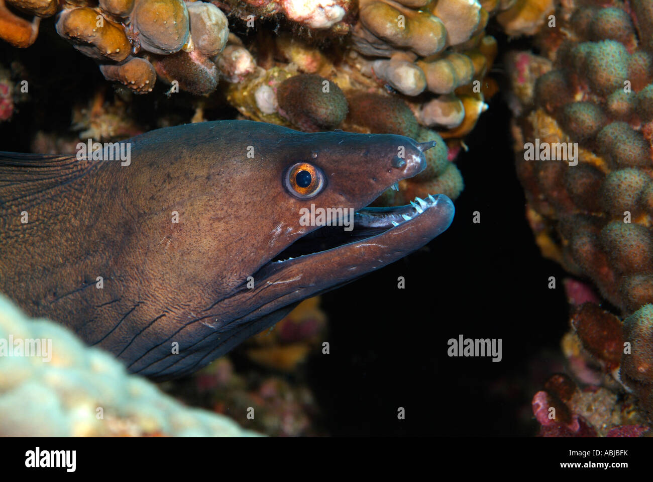Chestnut moray in Stetson Bank in the Gulf of Mexico, Texas Stock Photo